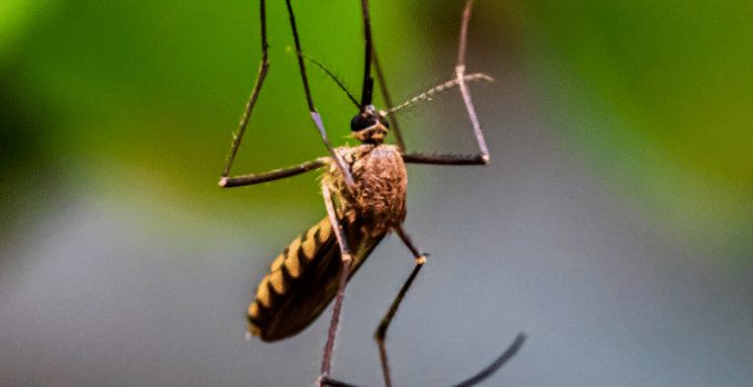 Malaria bedreigt ruim 138 miljoen mensen Pan-Amerikaanse regio