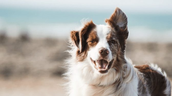 hond 2