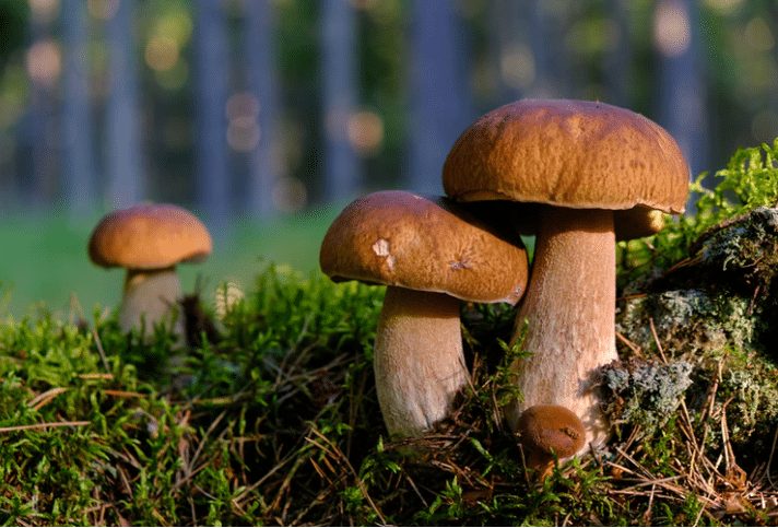 paddestoelen