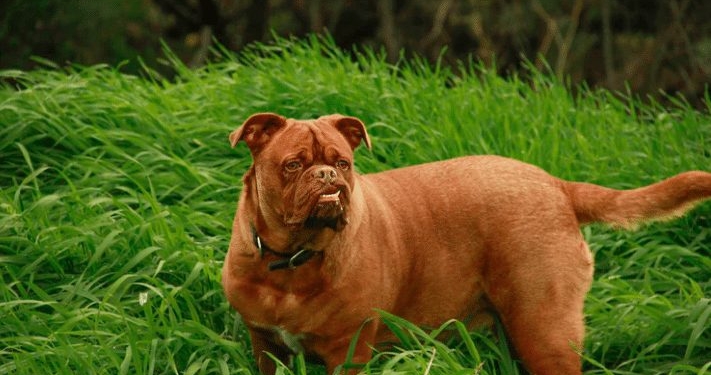 pitbull
