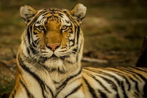 TIJGER