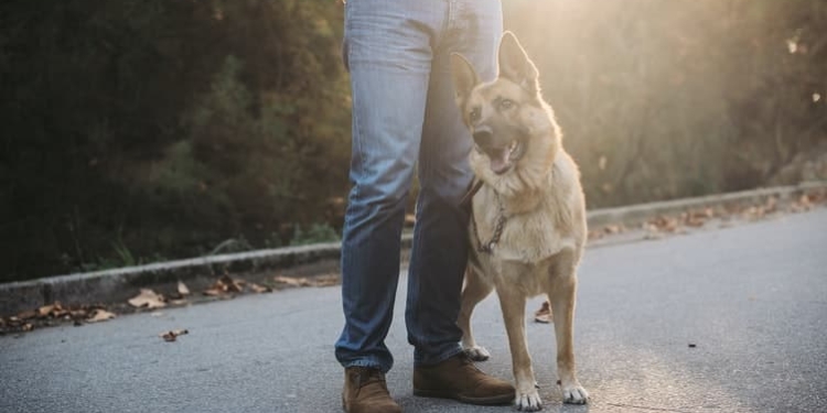 hond uitlaten