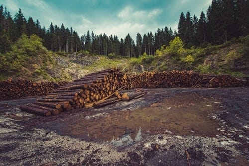 hout 1