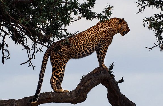 jaguar