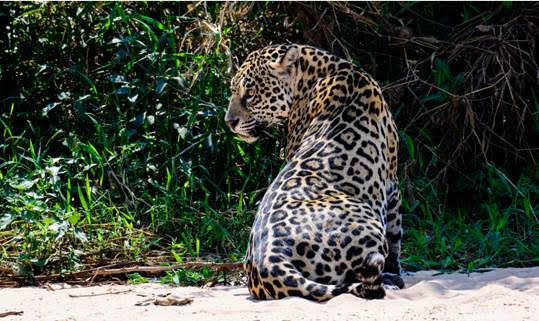 jaguar