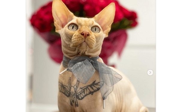 kat tatoe