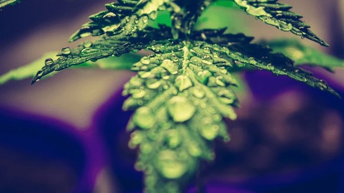 marihuana plant