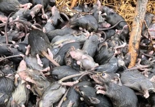 muizen muis e1612697489857