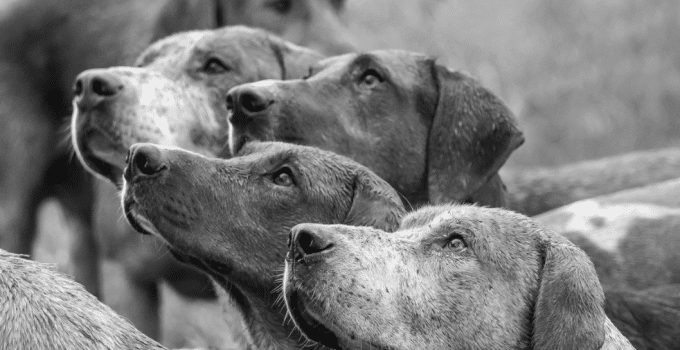 HONDEN