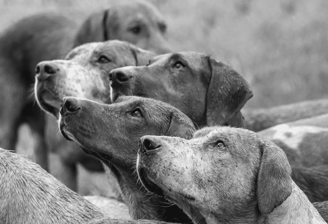 HONDEN