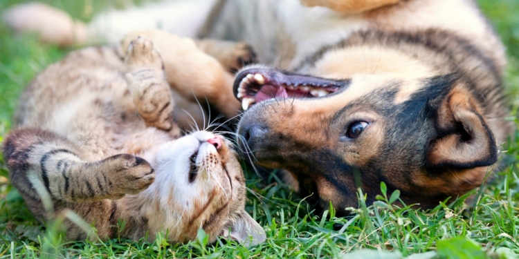 hond en poes kat dieren scaled