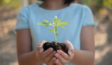 cute little child girl with seedlings sunset background fun little gardener spring concept nature care marijuana growing planting cannabis holding it hand 1150 41852 | GFC Nieuws