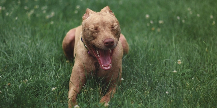 dog 3513005 1280
