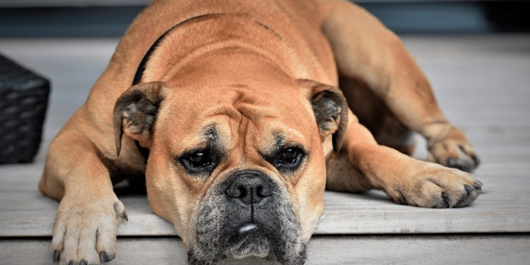 hond1