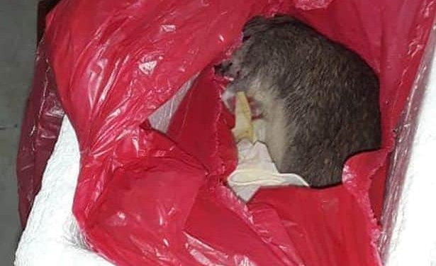 0 PAY Newsflash RatSpain 01