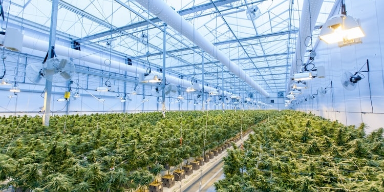 hennep marihuana yami