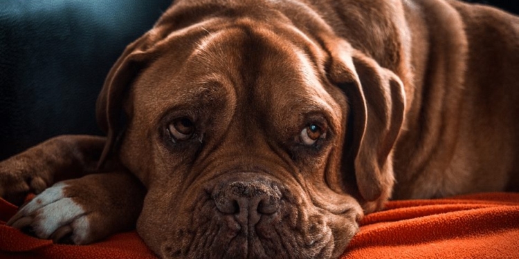 hond2
