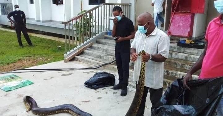 slang anaconda