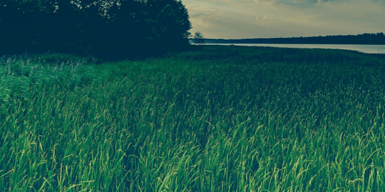 grasveld