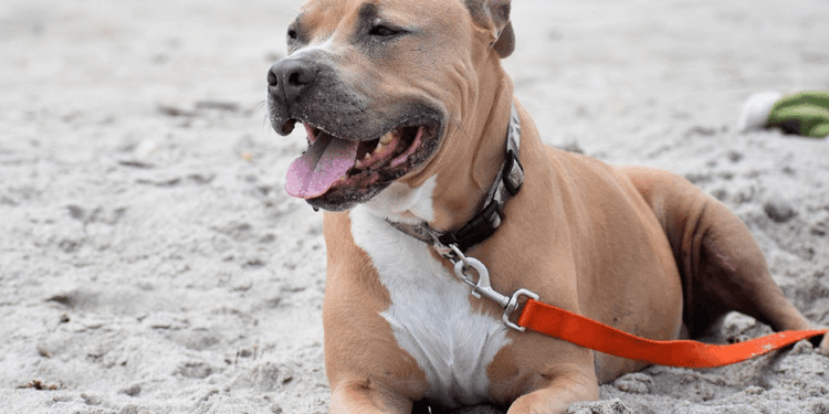 pitbull