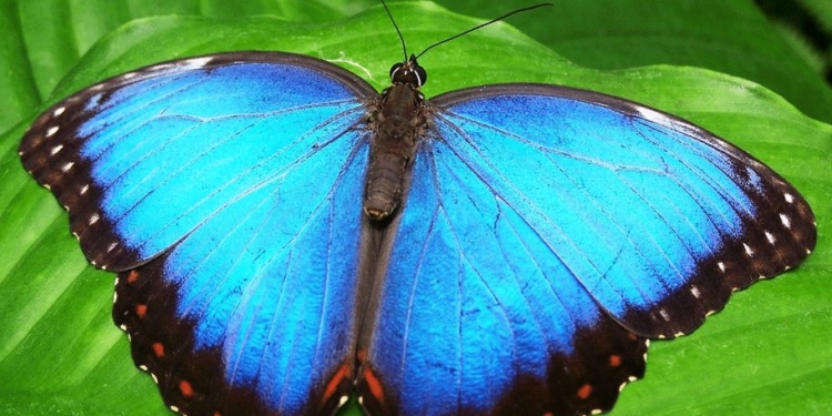 vlinder