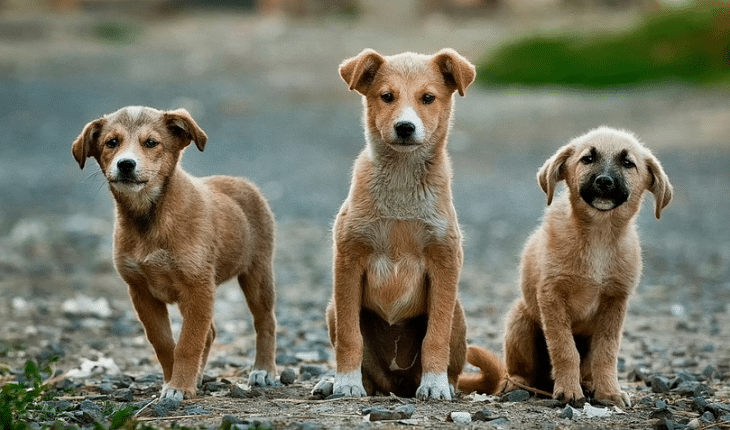 HONDEN | GFC