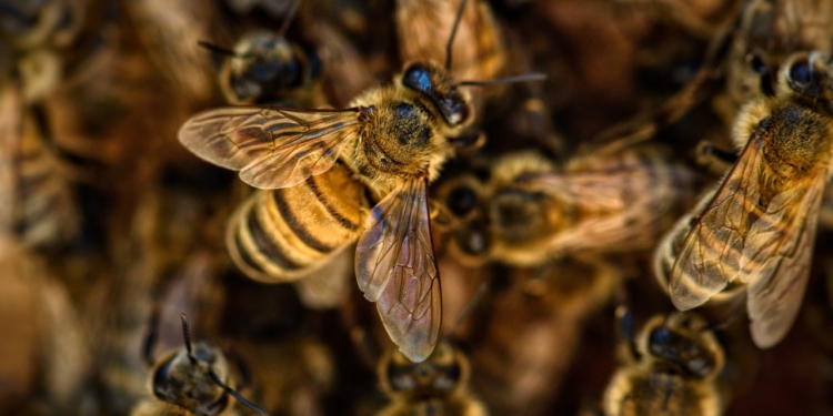 bees 4845211 1280