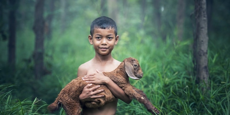 bos natuur milieu klimaat dierenbescherming