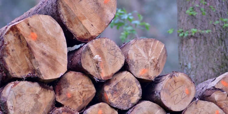 hout boom houtkap