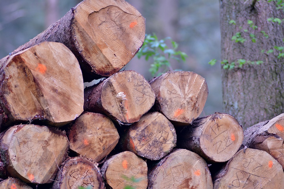 hout boom houtkap