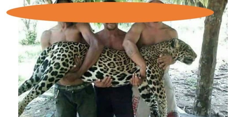 jaguar Suriname foto