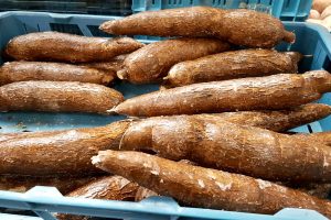 Wi! Uma Fu Sranan initieert internationale driehoekige samenwerking om zwaar getroffen cassavesector te rehabiliteren 1 knapperige cassave frietjes hele cassave | GFC Nieuws