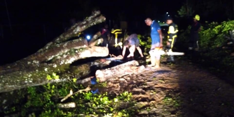 omgevallen bomen