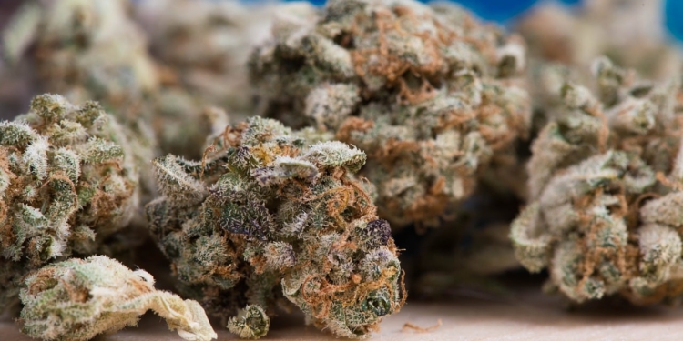 cannabis 2150543 1280