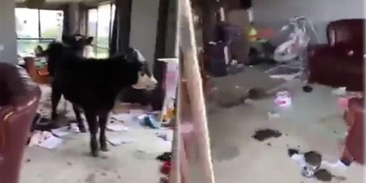 cows in house