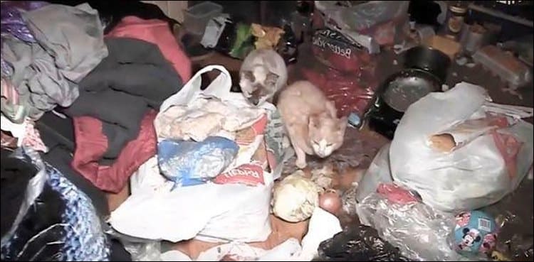 Moeder ingesloten omdat ze 6-jarige dochter tussen 19 katten laat wonen en kattenvoer liet eten