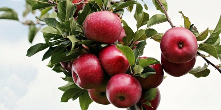 appel fruit vrucht