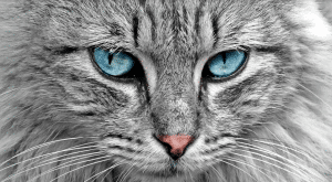 kat1 | GFC