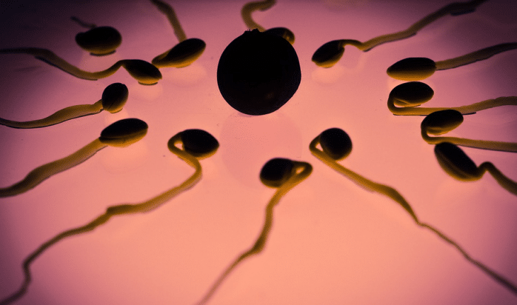 sperma2 | GFC