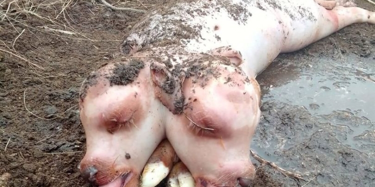 MutantCalf
