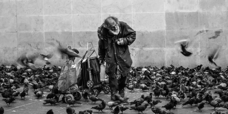 duiven vogels man oud bejaard