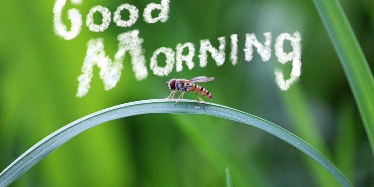 goedemorgen good morning