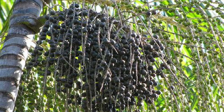 podosiriboom