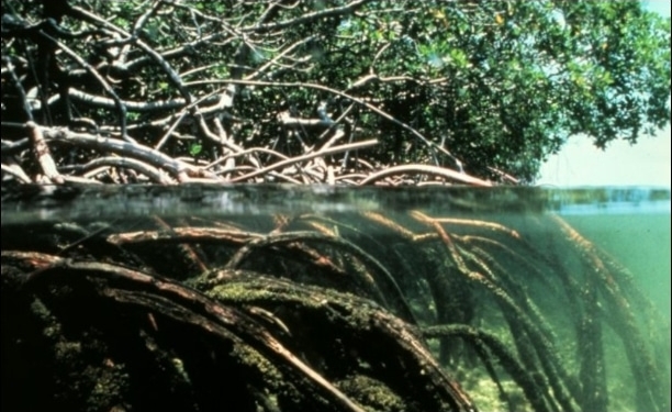 mangrove kustvlakte bos