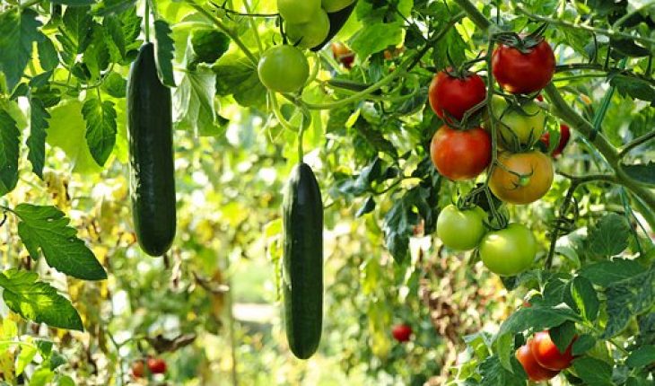 cucumber plant 6614241 340moestuin groenten planten landbouw | GFC