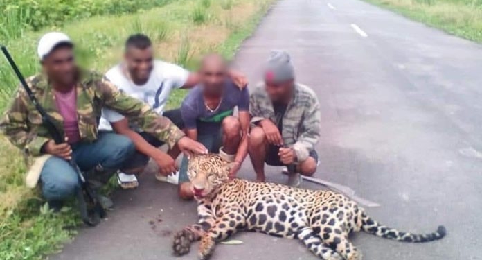 dode jaguar suriname 696x392 1