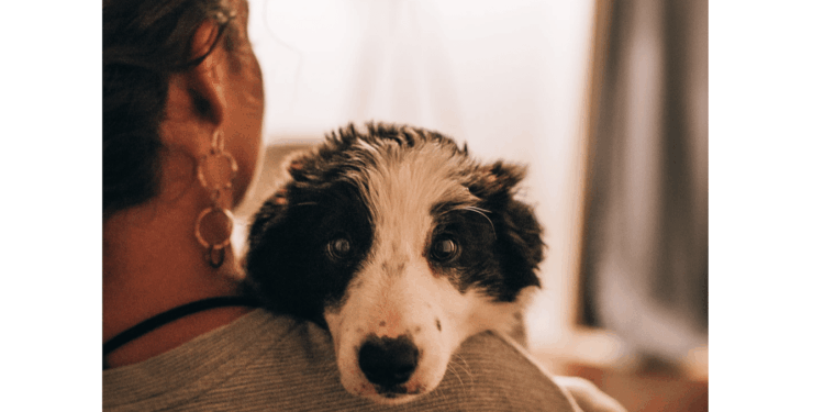 hond dier vrouw meisje