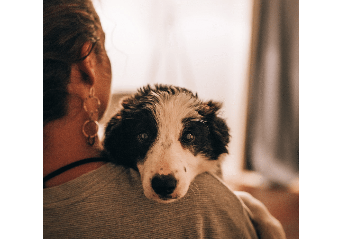 hond dier vrouw meisje