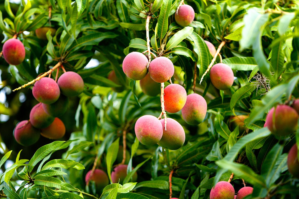 Export Surinaamse manja naar Nederland hervat