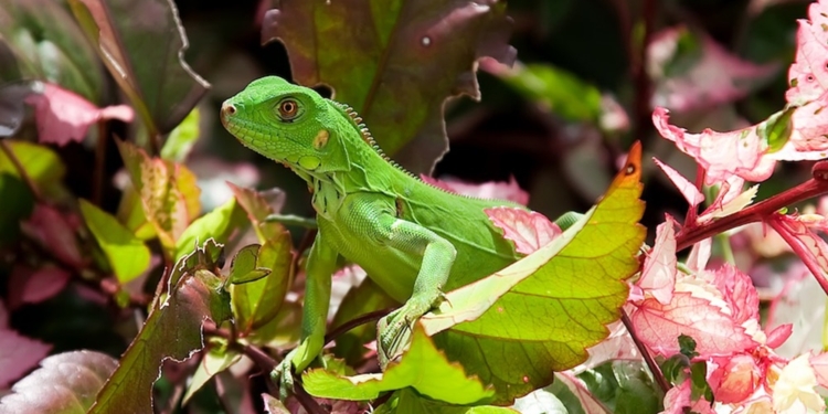 natuur bidodiversiteit